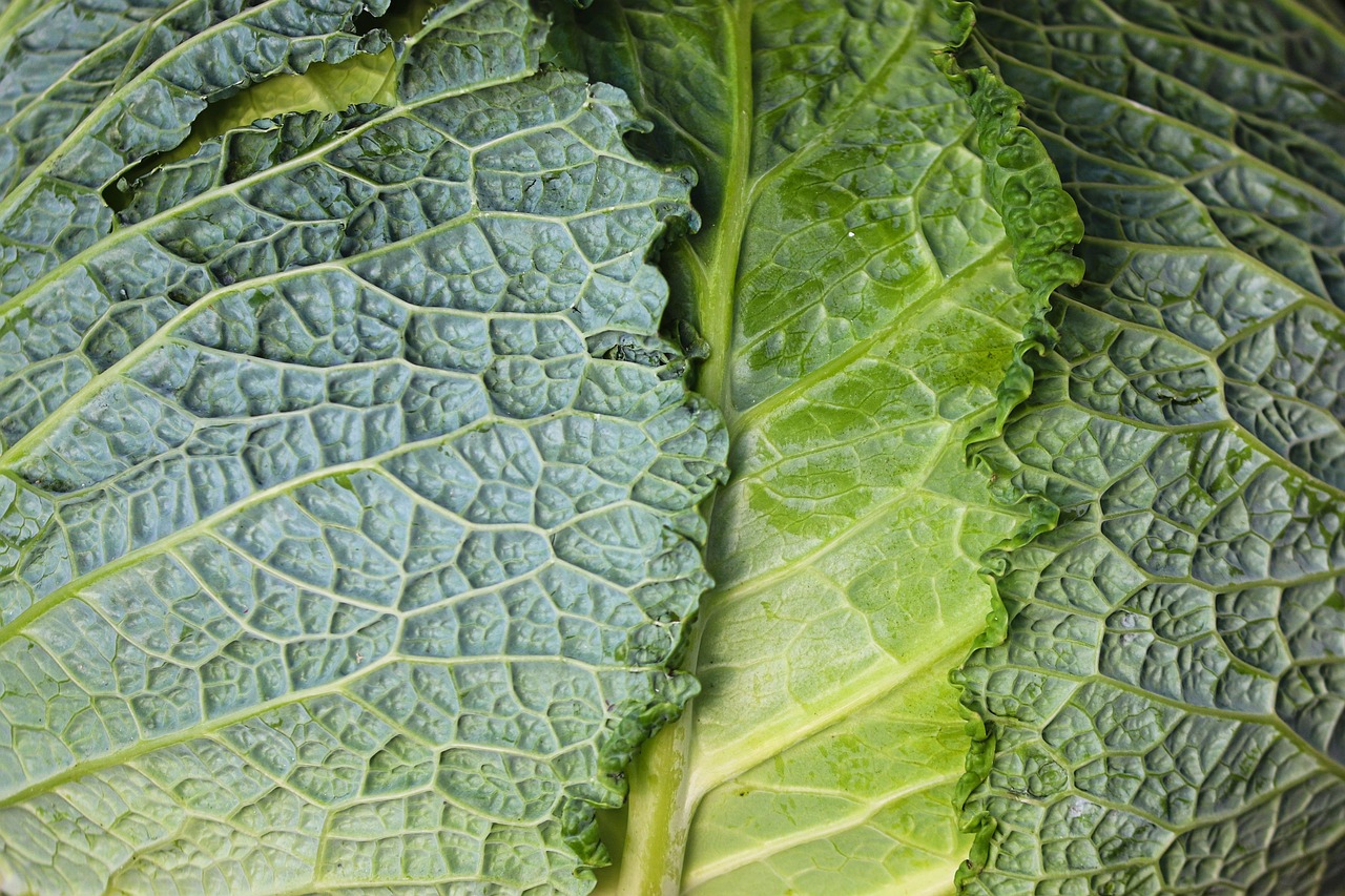 野菜不足がガンリスクを高める理由とは？