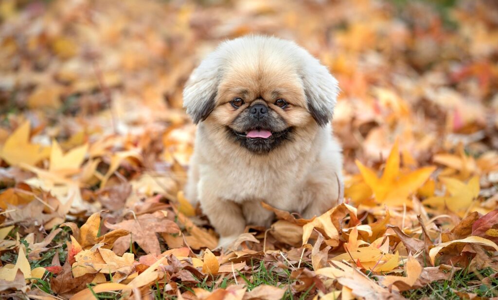 青汁の効果とは？どのように健康に寄与するのか解説します！