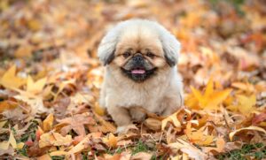 青汁の効果とは？どのように健康に寄与するのか解説します！