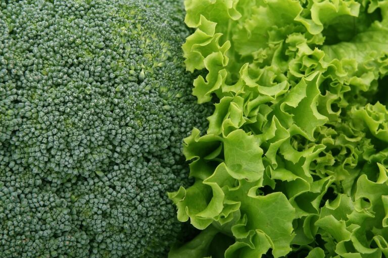野菜不足を解消する青汁の効果とは？