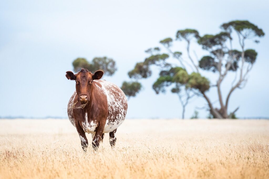青汁は妊娠中に飲んでも大丈夫なのか？